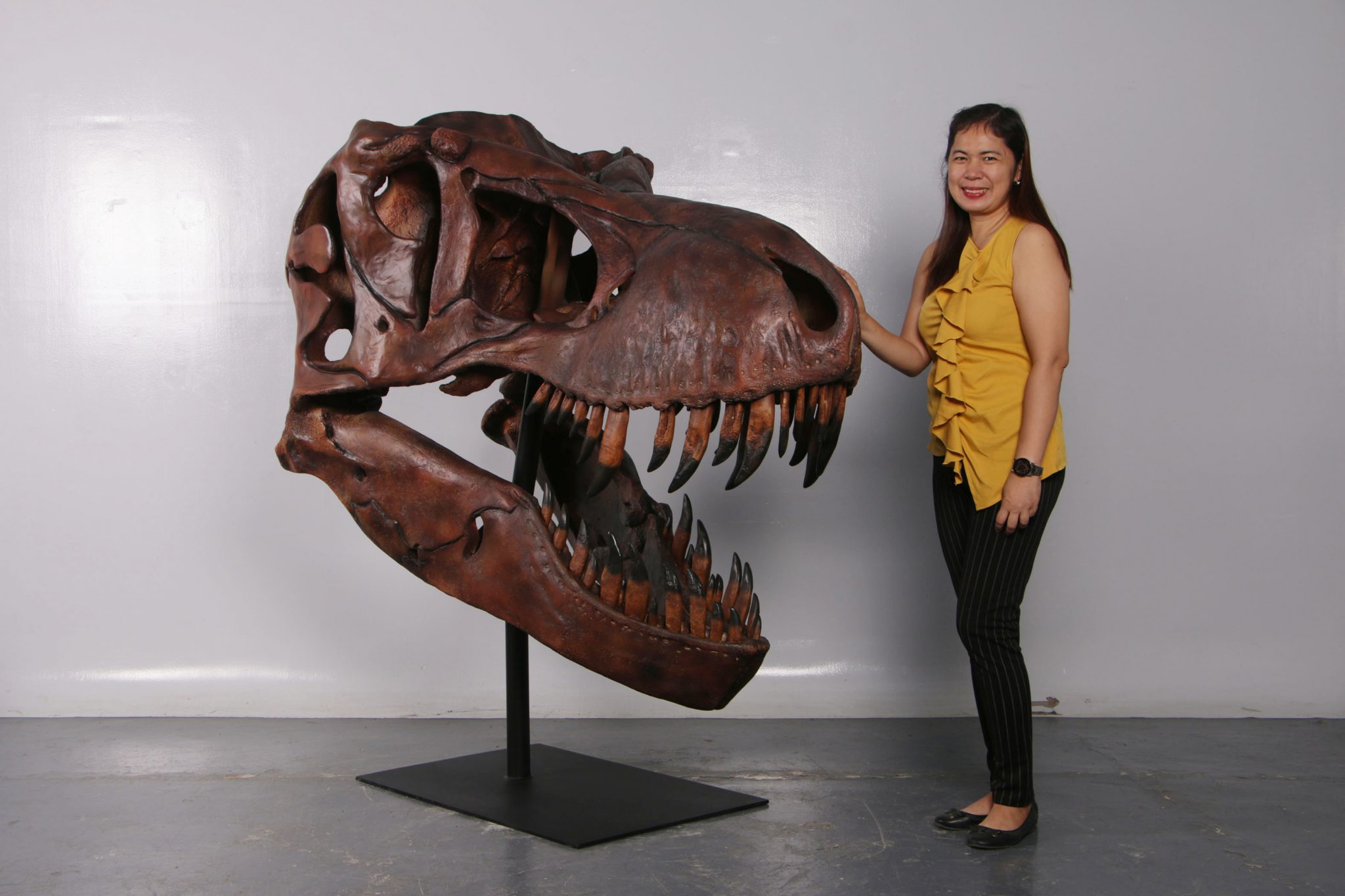 Tyrannosaurus Skull Replica Model S Trexfossil